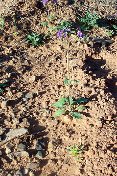 Image of cleftleaf wildheliotrope