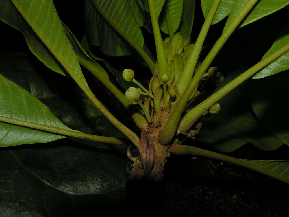 Chromolucuma rubriflora Ducke resmi