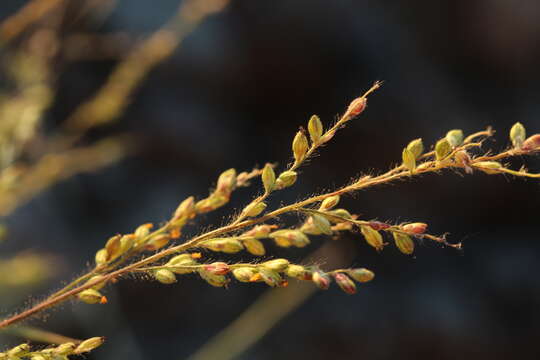 Image of signalgrass