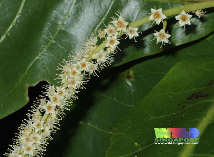 Image of tropical almond