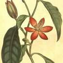 Image of Magnolia figo var. figo