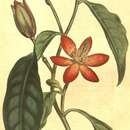 Magnolia figo var. figo的圖片