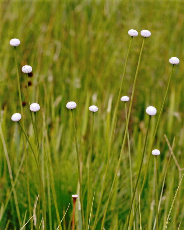 Image of pipewort family