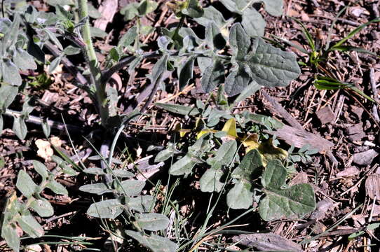 Image of Indian hedgemustard