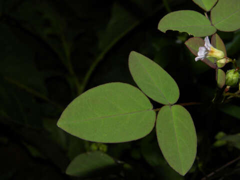 Image of Oxalis microcarpa Benth.