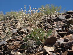 Imagem de Eriogonum rupinum Reveal