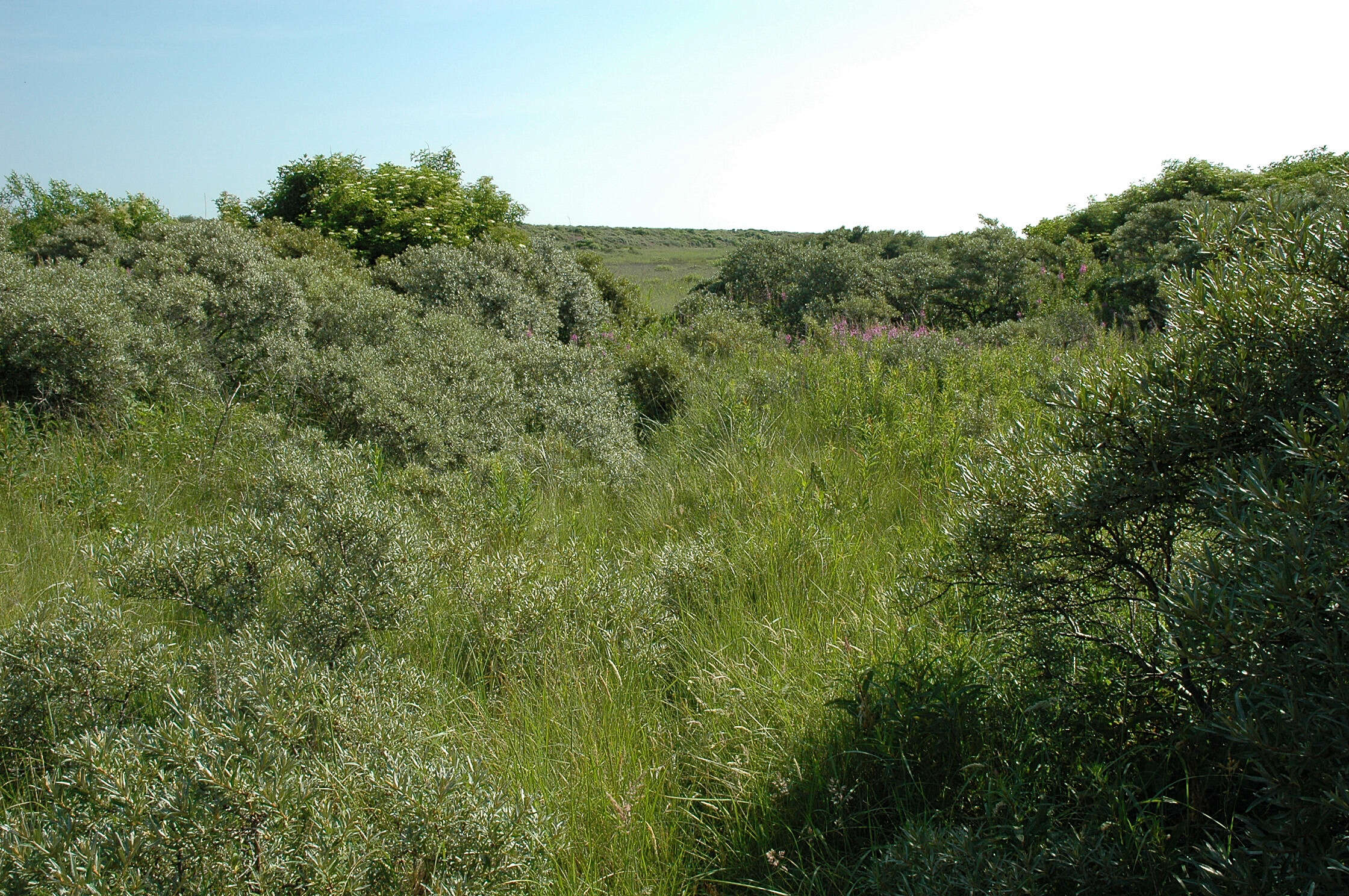 Imagem de Hippophae rhamnoides L.