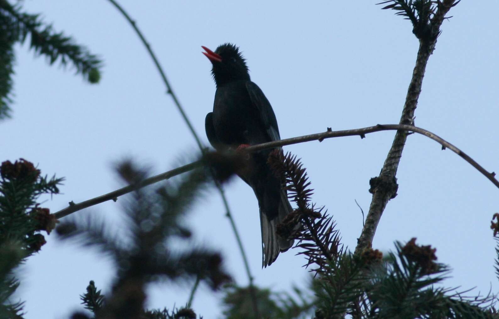 صورة Hypsipetes leucocephalus nigerrimus Gould 1863