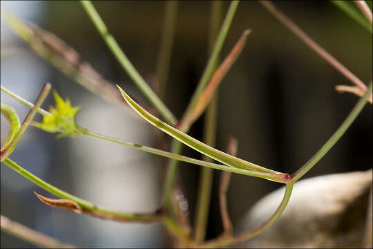 Image of Bupleurum veronense Turra