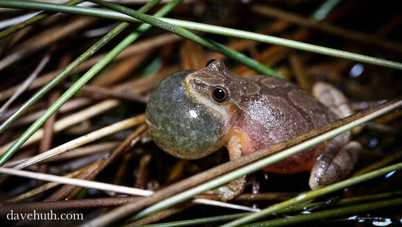 Image of Spring Peeper