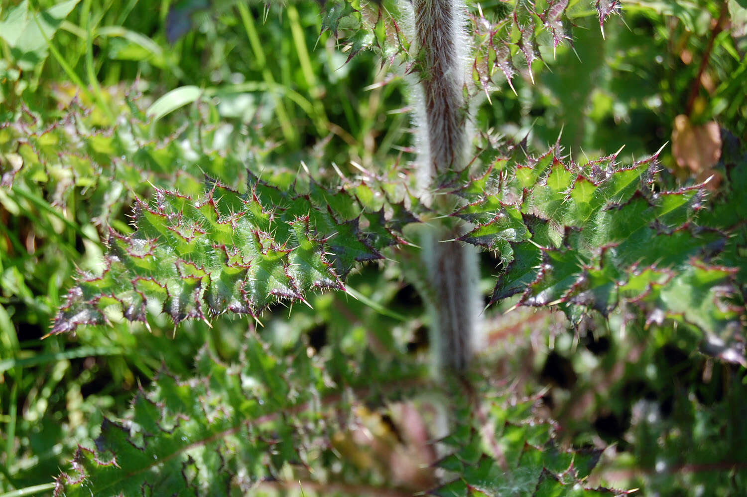 Imagem de Cirsium pumilum (Nutt.) Spreng.