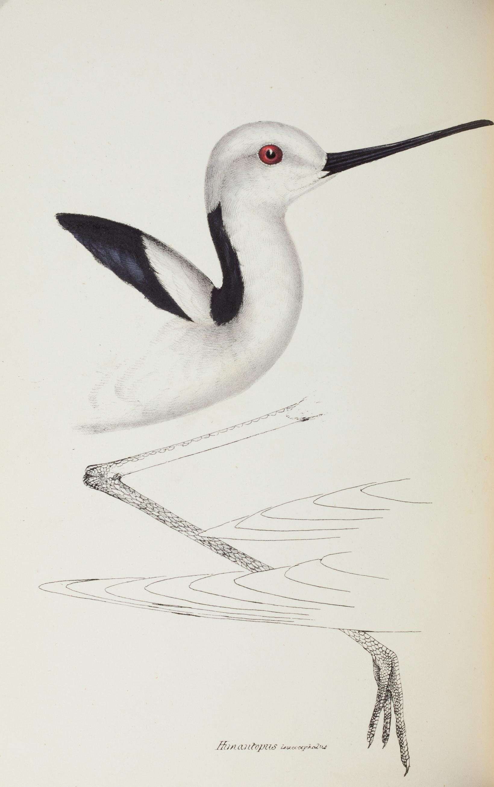 Image de Himantopus Brisson 1760