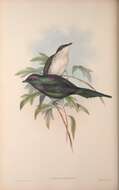 Image of Aplonis Gould 1836