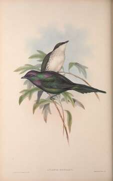 Image of Metallic Starling