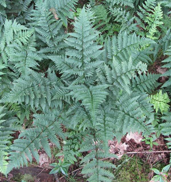 Image of wood ferns