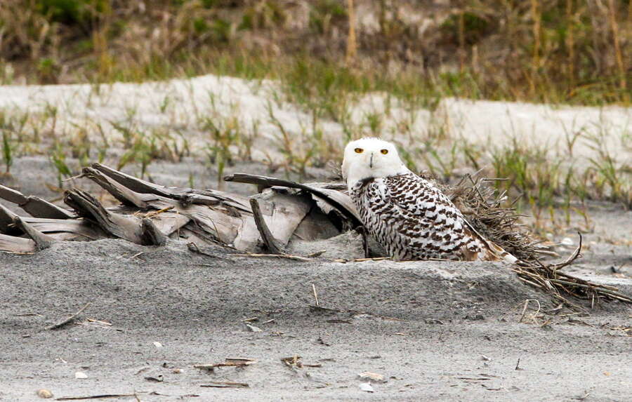 Image of Eagle-owls