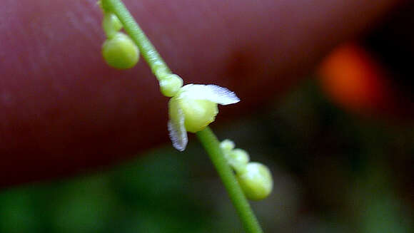 Image of Odontocarya vitis (Vell.) J. M. A. Braga