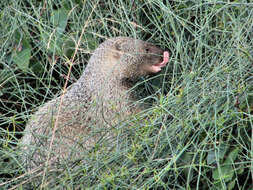 Image of Common Mongooses