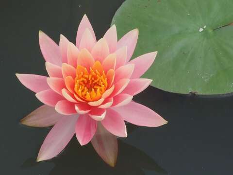 Image of Pygmy Water-Lily