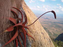 Image of Aloe decurva Reynolds