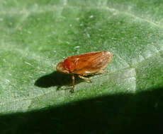 Image of spittlebugs