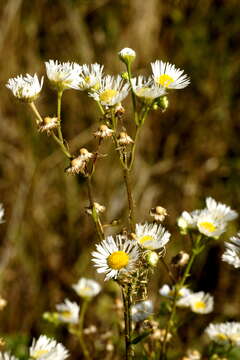 Image of eastern daisy fleabane