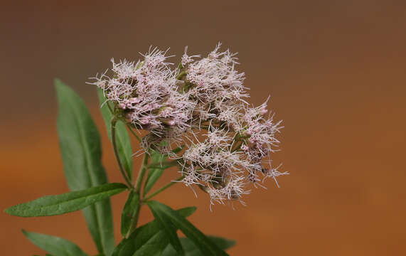 Image of hemp agrimony