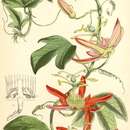 Image of Passiflora cinnabarina Lindl.