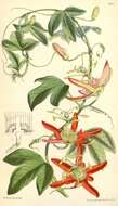 Sivun Passiflora cinnabarina Lindl. kuva