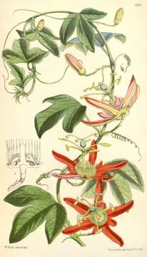 Imagem de Passiflora cinnabarina Lindl.