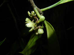 Image de Clusia amazonica Planch. & Triana