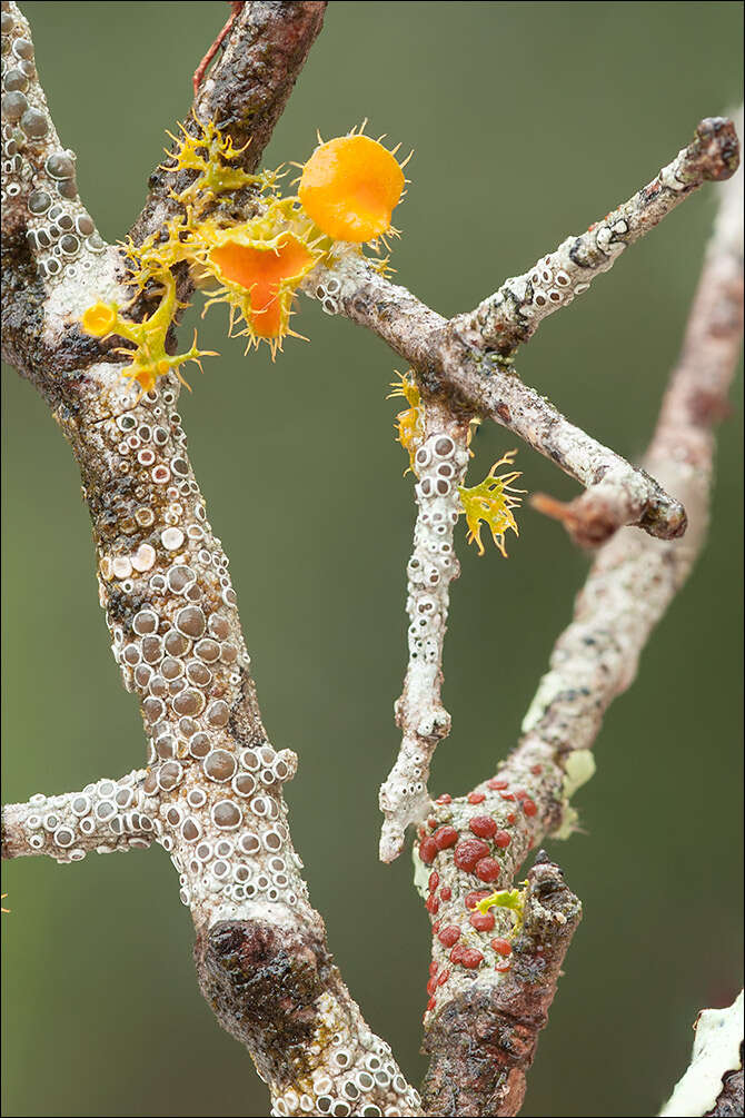 Image of orange lichen