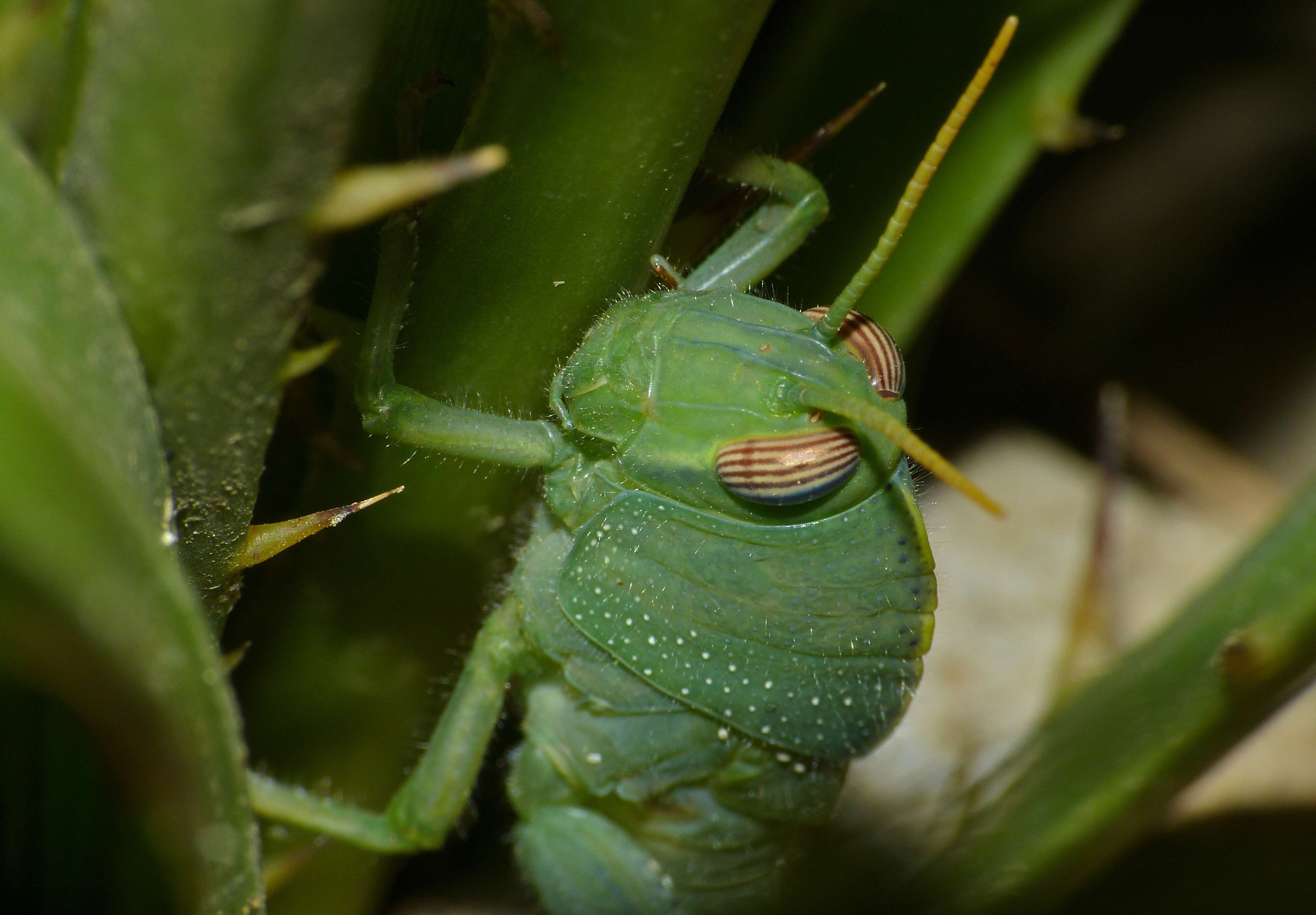 Image of Anacridium