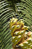 Image of Lepidozamia peroffskyana Regel