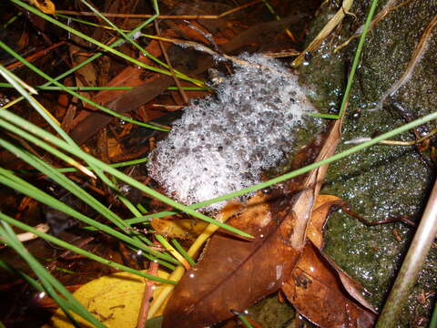 Image of Brown Frog