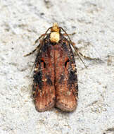 Image of Agonopterix liturosa Haworth 1811