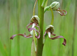 Image of Lizard orchid