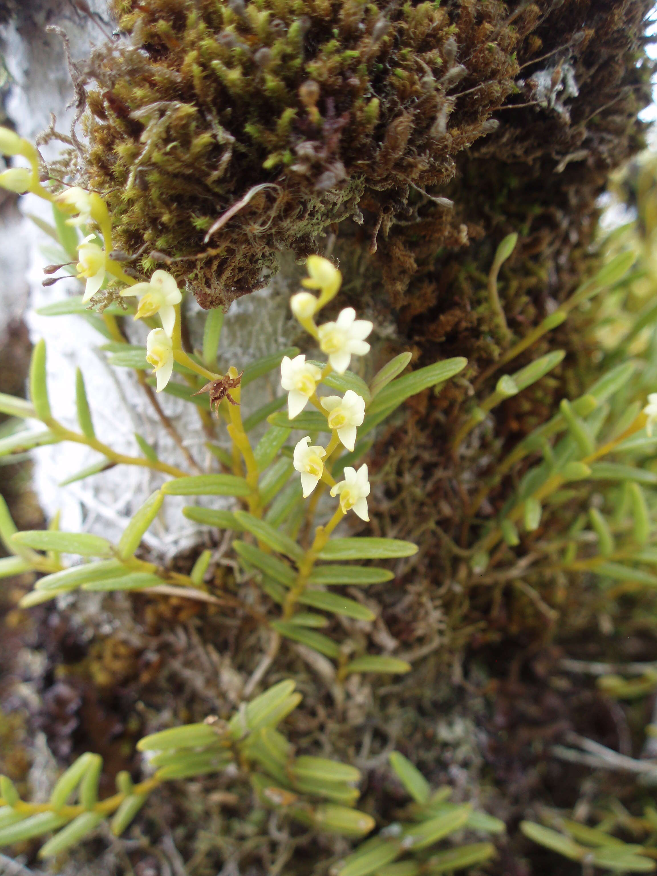 Image of redblotch tufted orchid