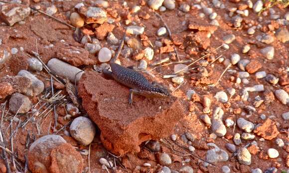 Image of Trachylepis sparsa (Mertens 1954)