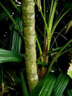 Image of Mangrove fan palm