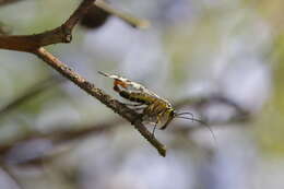 Image of scorpionflies