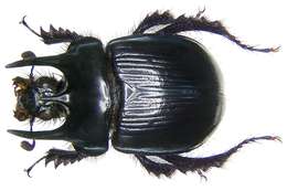 Image of Typhaeus