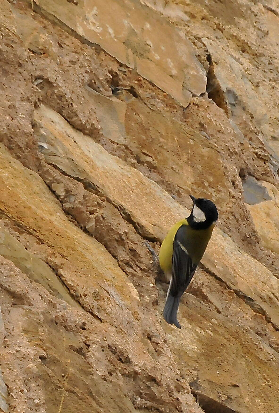 Image of Parus Linnaeus 1758