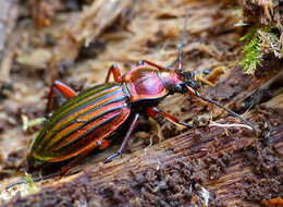 Слика од Carabus (Chrysocarabus) auronitens auronitens Fabricius 1792