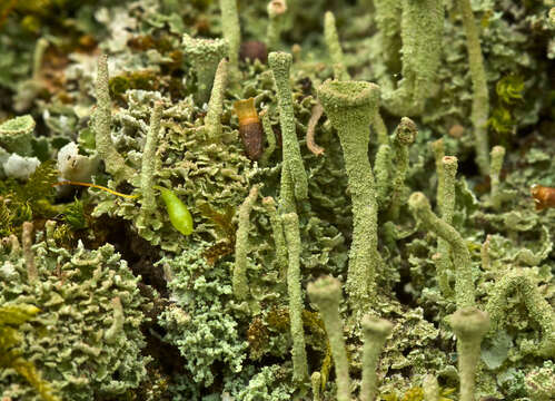 Image of cup lichen