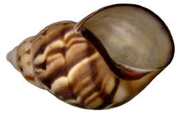 Image of Gastropoda