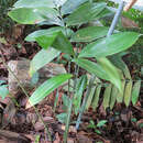 Image of Cycad