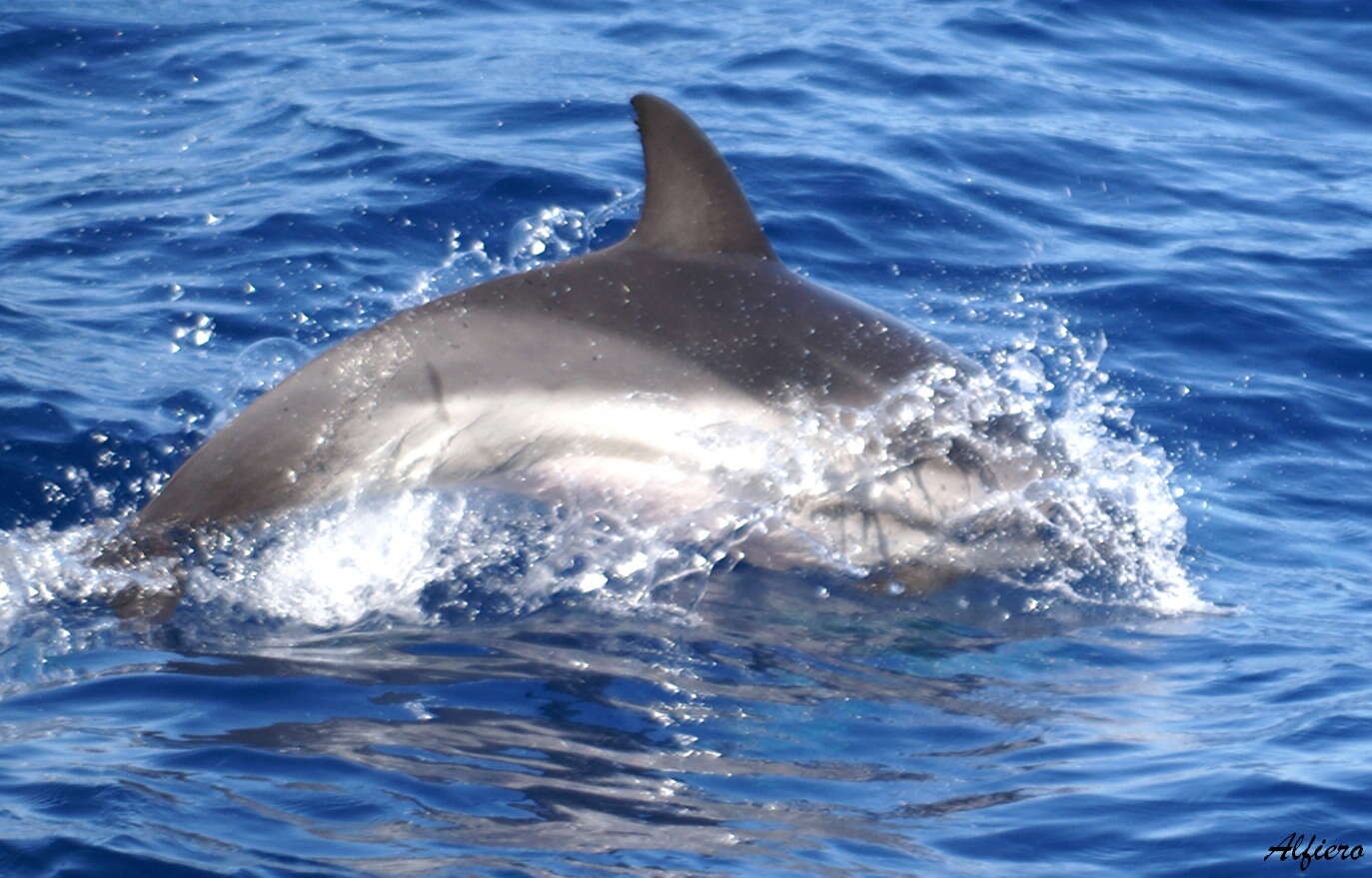 Image of Blue-white Dolphin