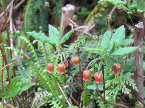 صورة Rhododendron menziesii Craven