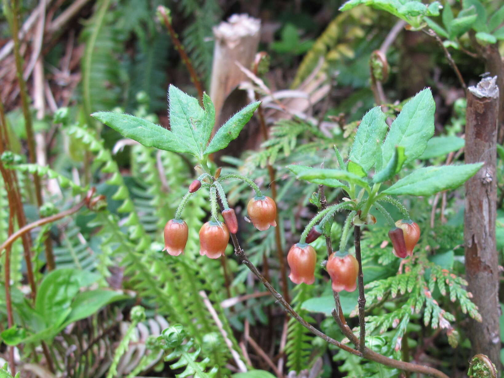 صورة Rhododendron menziesii subsp. menziesii